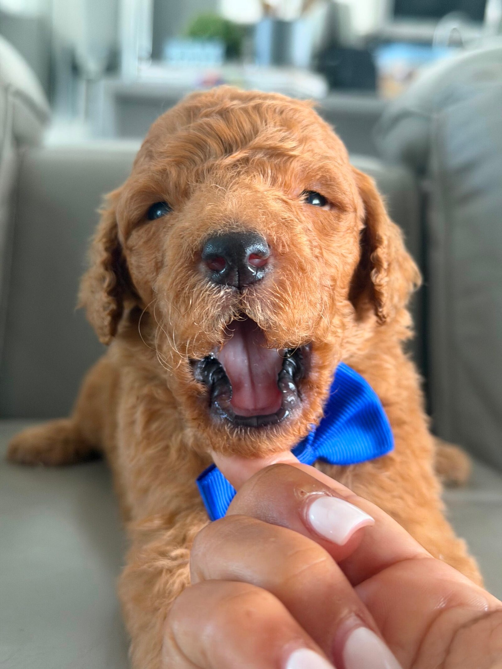 Mini Goldendoodle