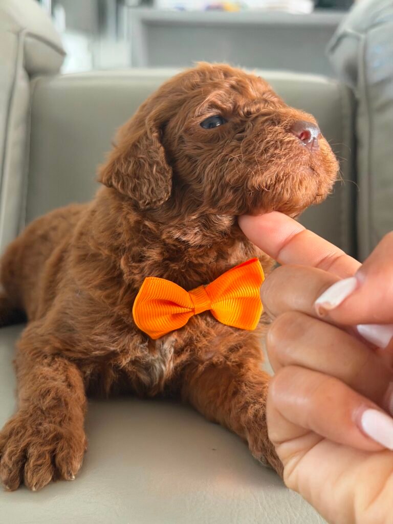 Mini Goldendoodle
