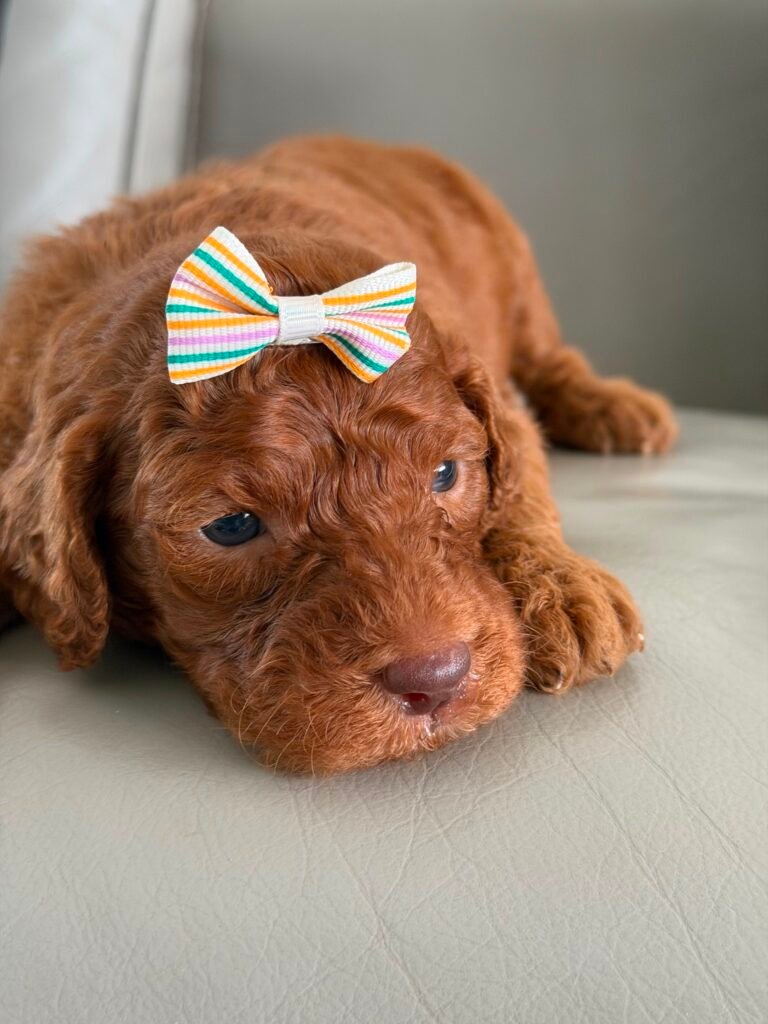 About us | Shalom Goldendoodles by Mary 799e22d8 1aad 4527 8240 827586e755cd scaled