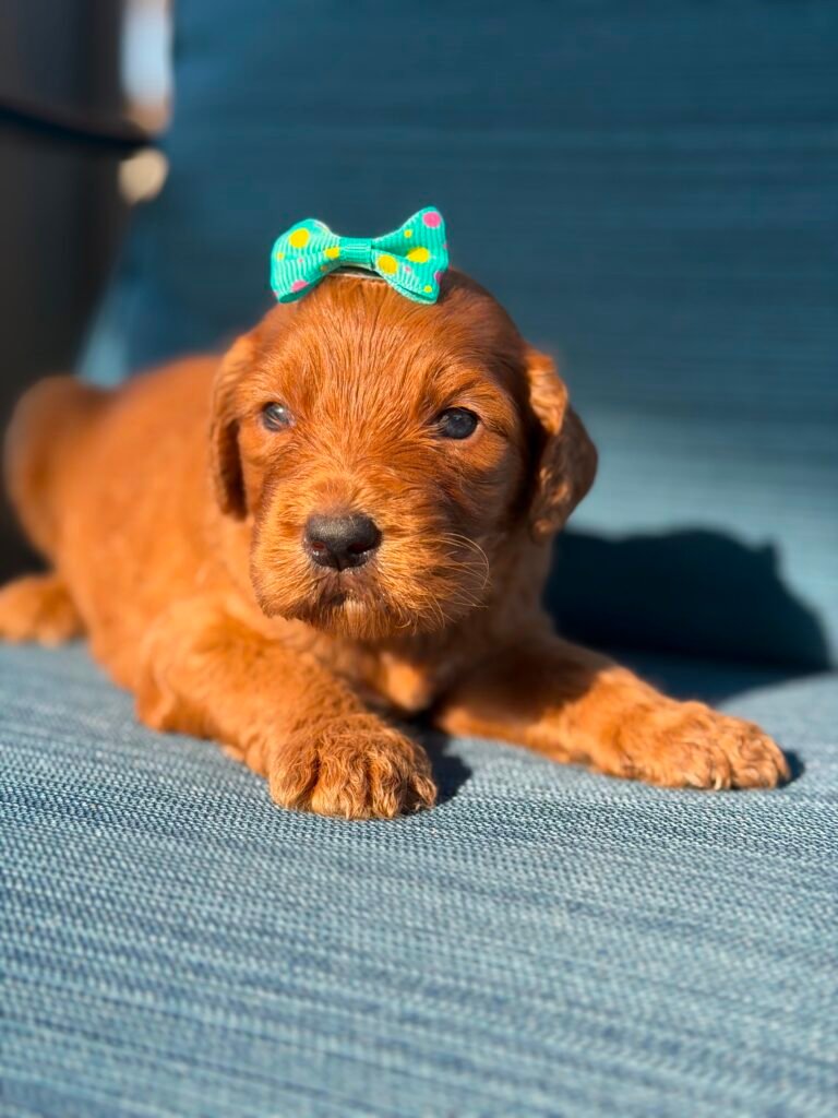 Mini Goldendoodle