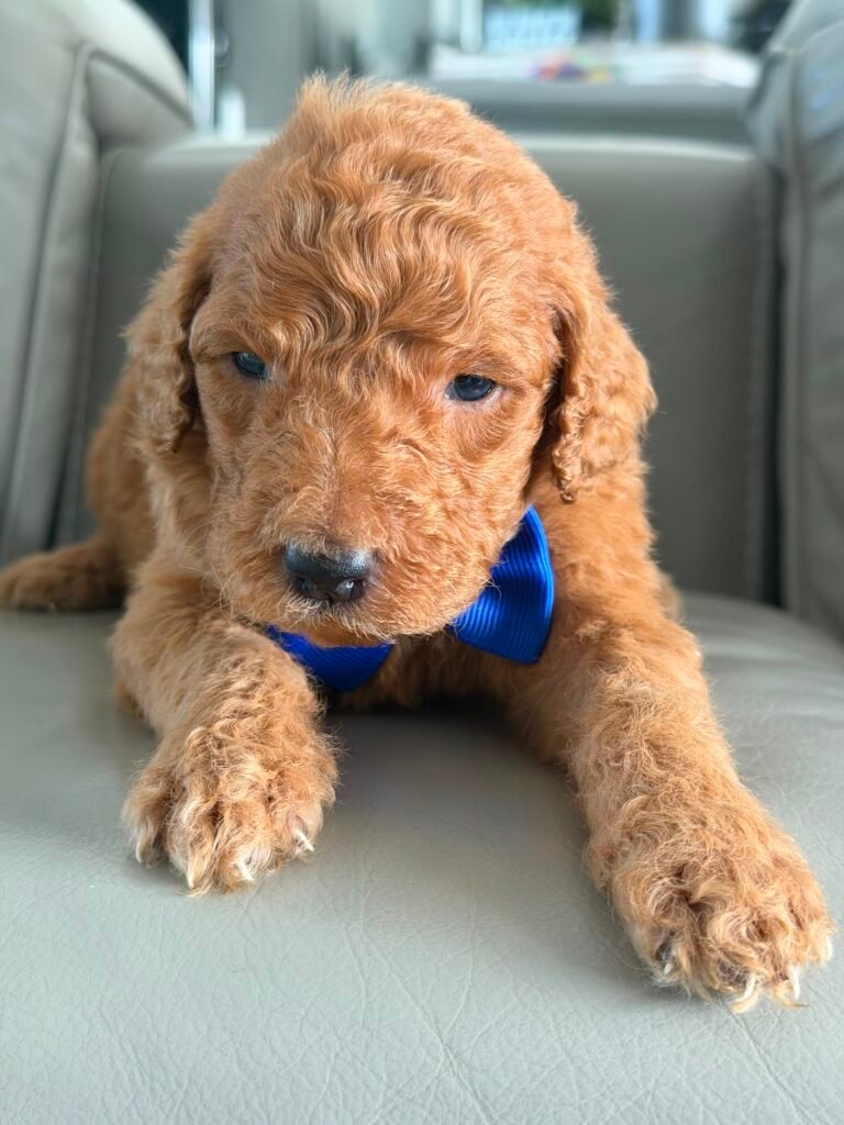 Puppy Care | Shalom Goldendoodles by Mary b01b3691 bf33 43c6 b6ed 96f5abf9d3fc 1 scaled