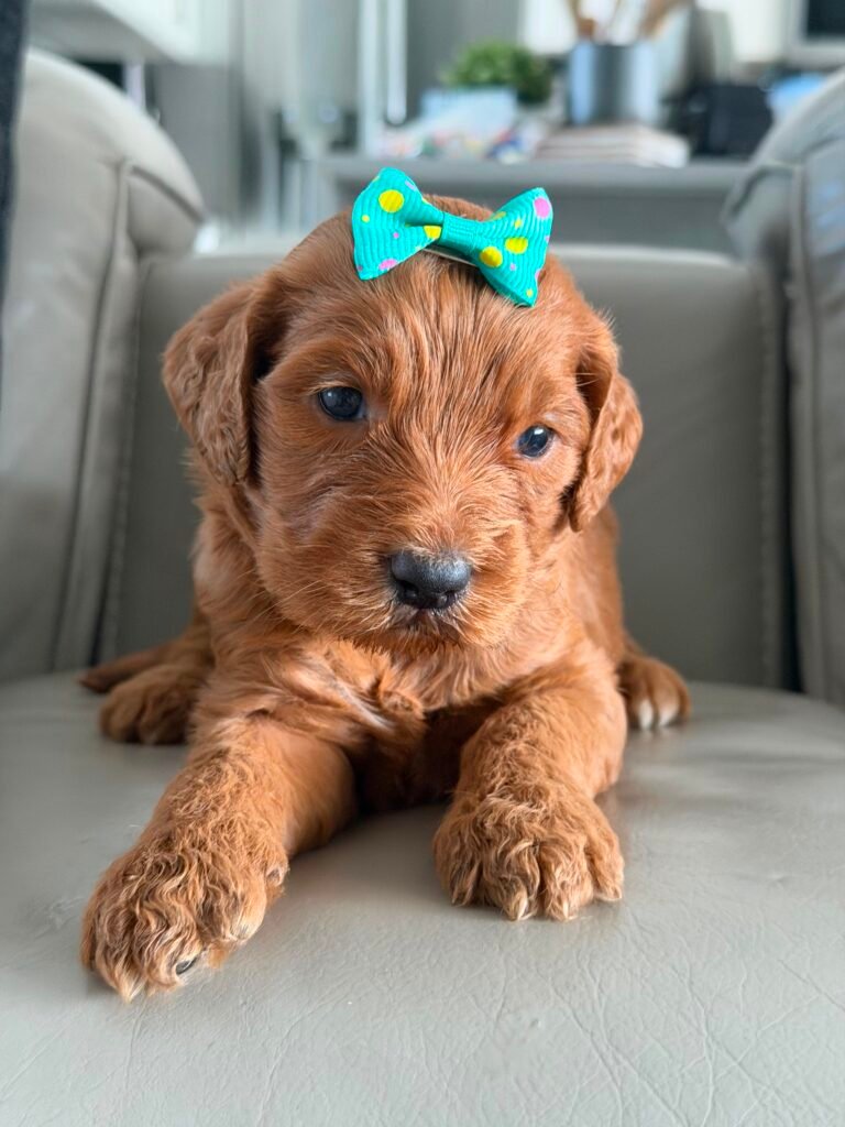 About us | Shalom Goldendoodles by Mary b83db42e 99a5 4ba2 a5fa 95d2a5f94f91 1 scaled