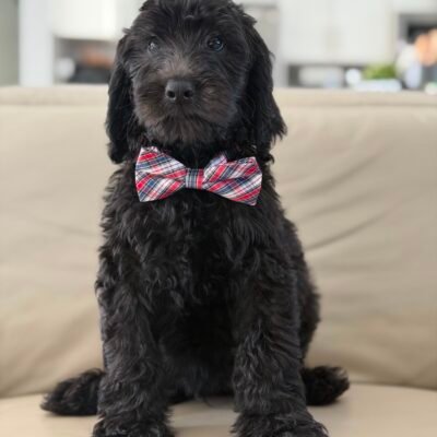 Home | Shalom Goldendoodles by Mary be48913b d3ad 4784 886f 76ba065b40be
