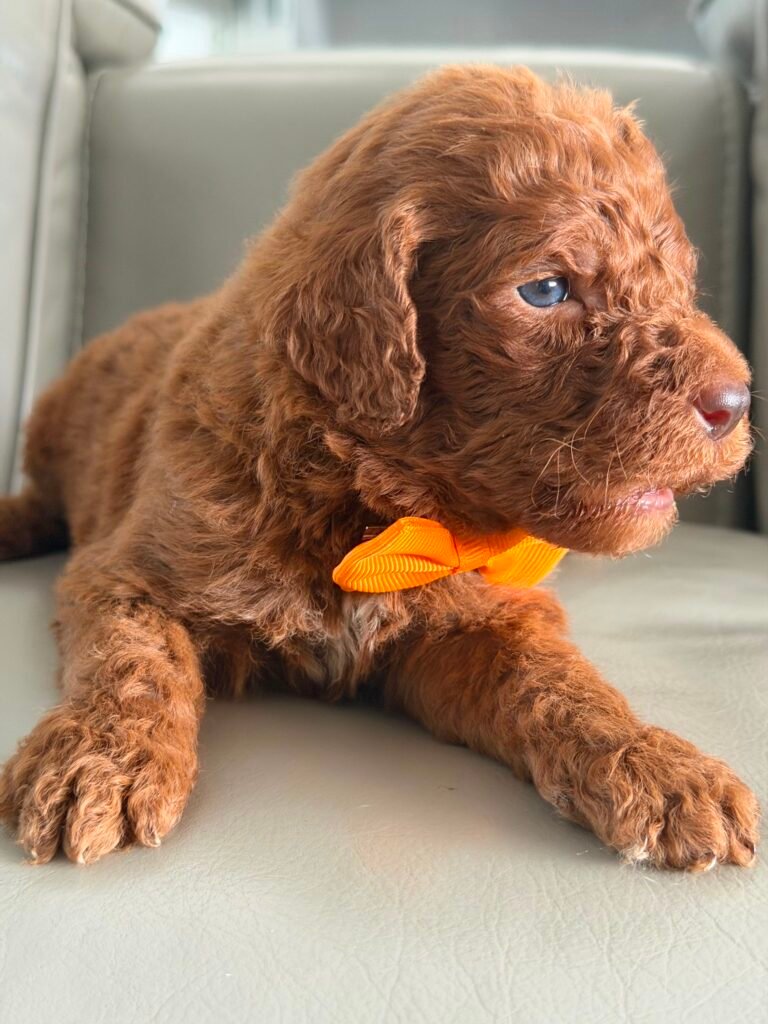 Puppy Care | Shalom Goldendoodles by Mary buy mini goldendoodle puppies