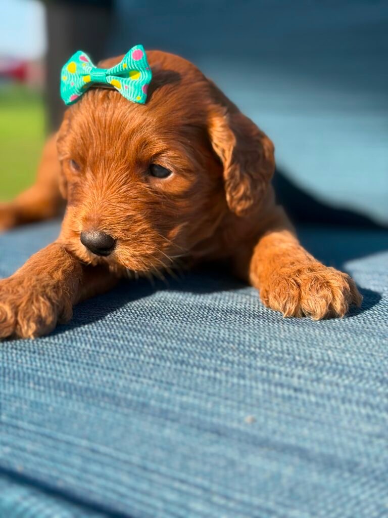 Puppy Care | Shalom Goldendoodles by Mary c98e6365 5037 45f3 b65c 9c014569c26c 1 scaled