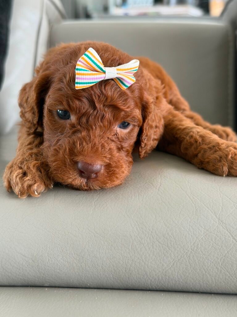 Puppy Care | Shalom Goldendoodles by Mary buy mini goldendoodle puppies