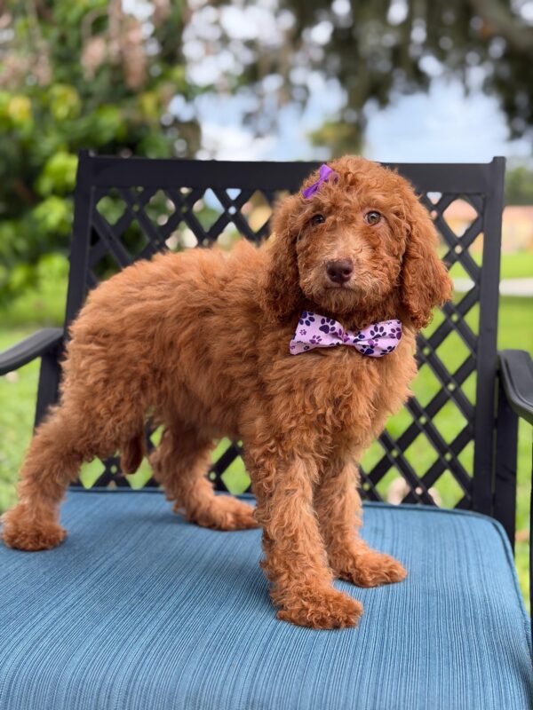 e6f97898 2833 49a8 a7fa d71f47c0271e 1