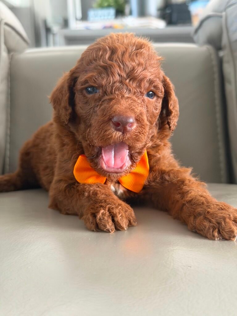 About us | Shalom Goldendoodles by Mary e7f7448a 3c75 45a8 a507 3c2ae8eeeace 1 scaled