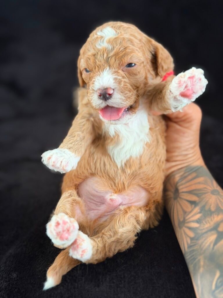 About us | Shalom Goldendoodles by Mary efeda78b a198 4cc6 b21e 1f63a73de6b9 1 scaled