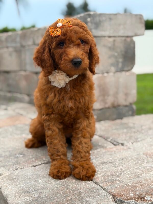 46562acf 9651 4898 9b65 43f89b0509c3 1