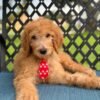4686b43e 086a 477c 80b6 9b8350744480
