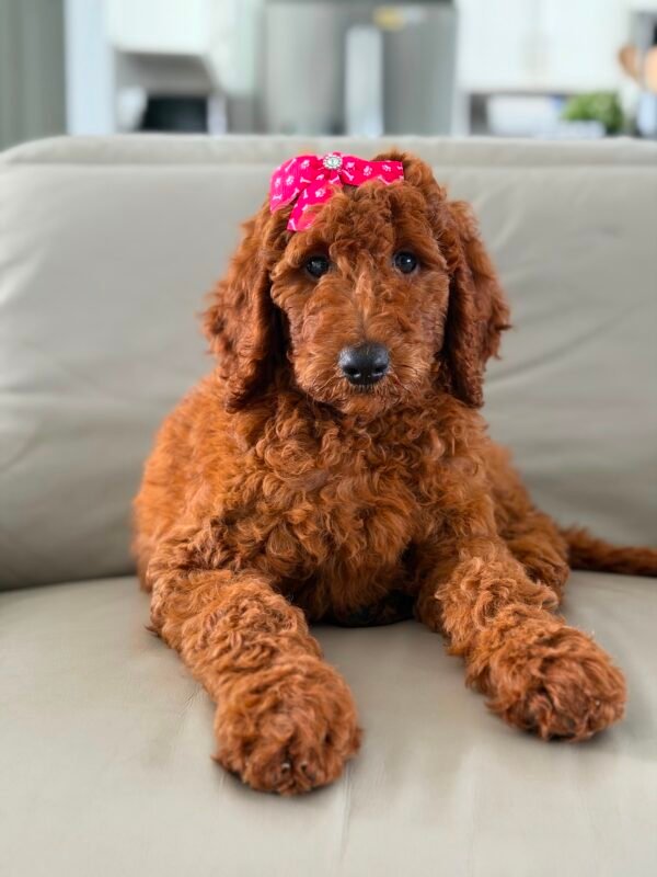 Gemma 💜