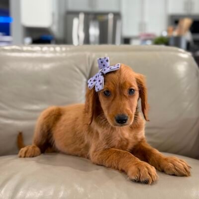 Home | Shalom Goldendoodles by Mary 7879ba1c 564e 406d 9b85 a467c5c2cb60