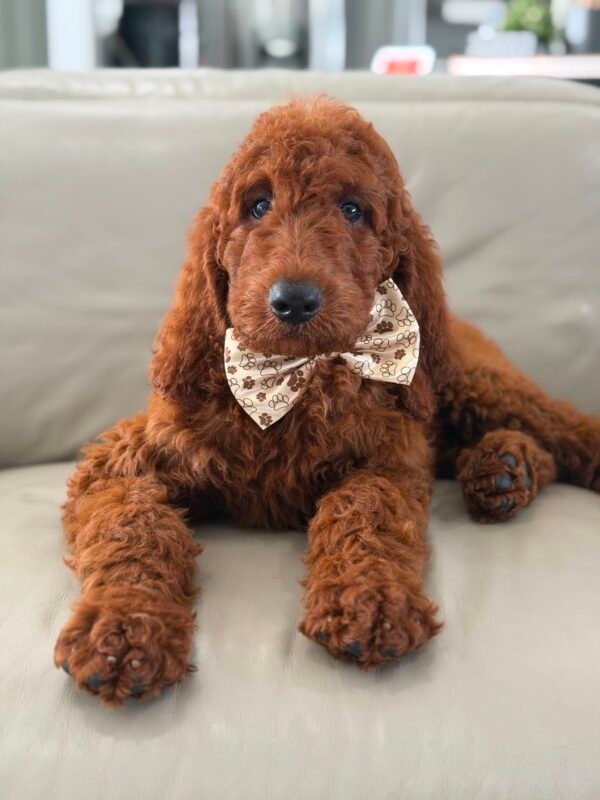 Griffin 💙