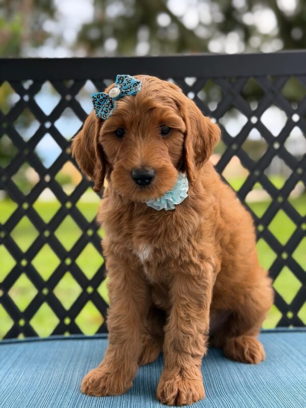 3ae0dcf9 35b3 4833 8607 33d389afe9b2