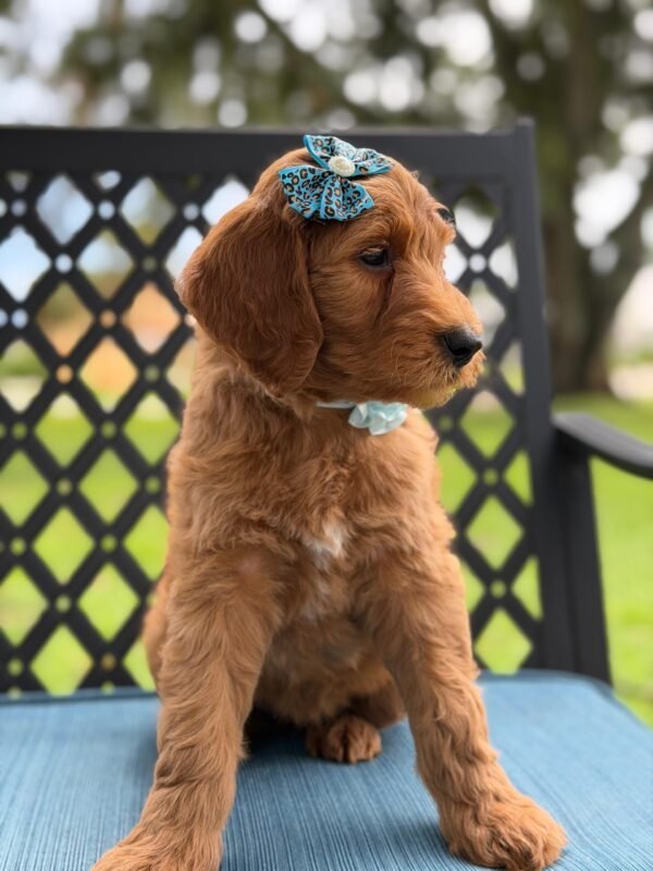 a6eec1dd 108c 481f 90a9 c575f8c80dd5 1
