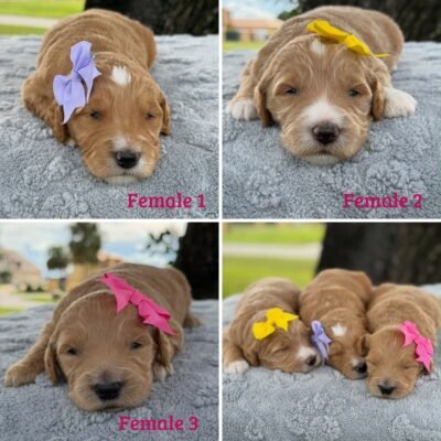 Home | Shalom Goldendoodles by Mary ea361731 f453 4120 98c9 6c2c3cba4fbd
