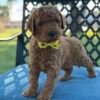 img 0968 1