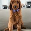 img 8238 2