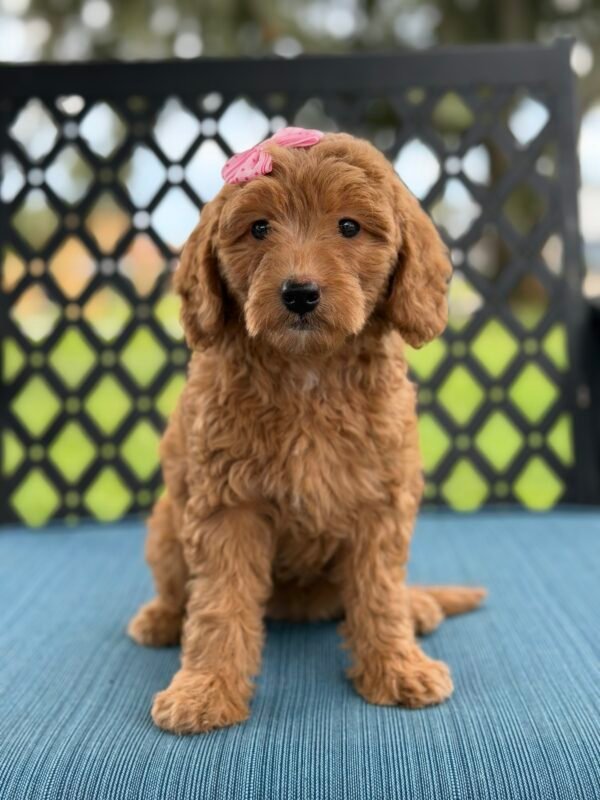 img 9312
