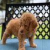 img 9669