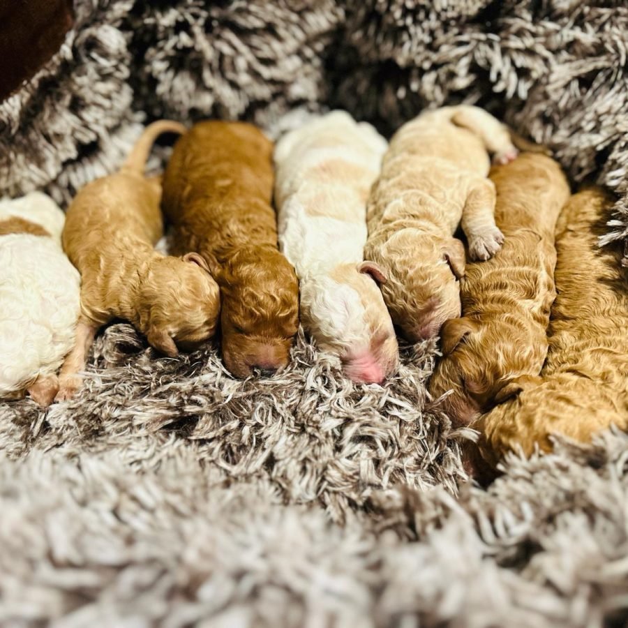 About us | Shalom Goldendoodles by Mary Happy & Healthy Goldendoodle Puppies taking a nap