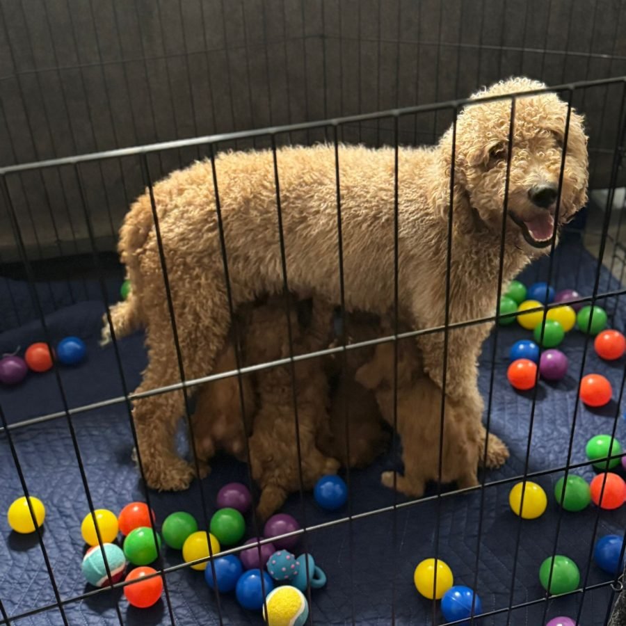 About us | Shalom Goldendoodles by Mary Happy & Healthy Goldendoodle Mom with her healthy goldendoodle puppies